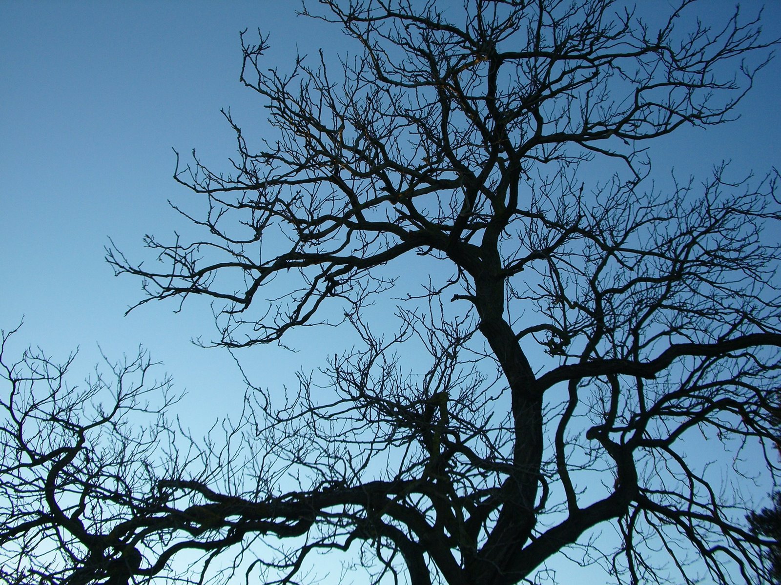 [tree+silhouette.JPG]