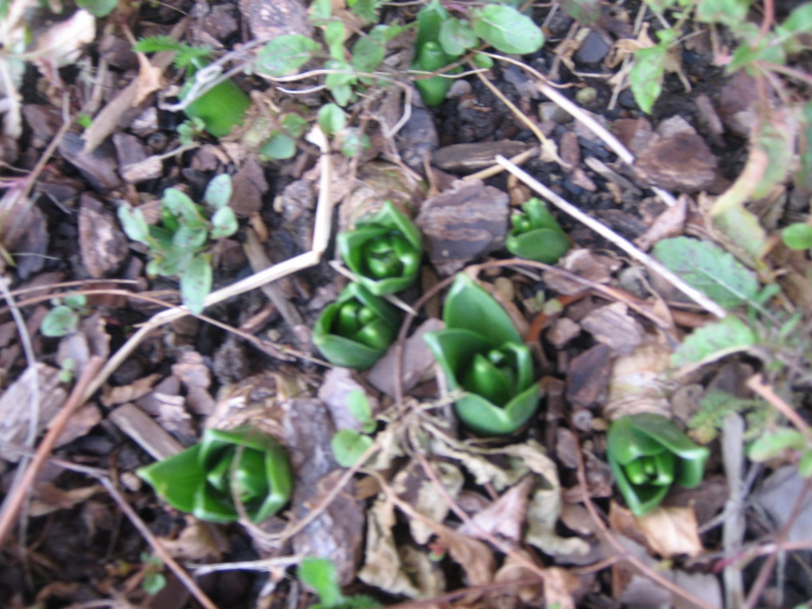 [hyacinth.JPG]