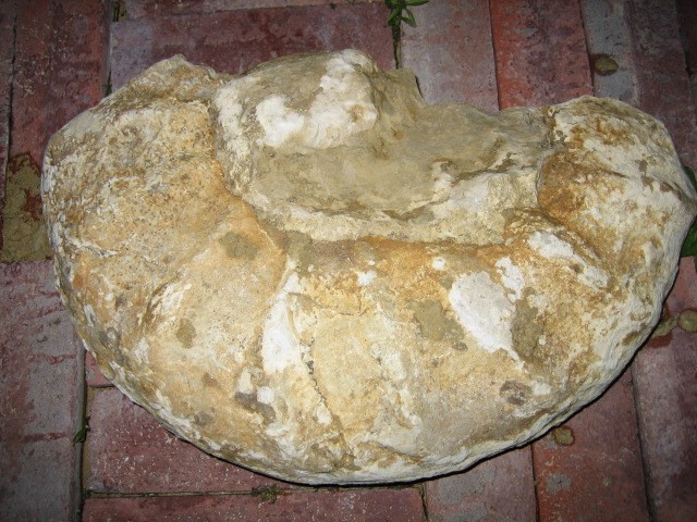 [fossil.JPG]