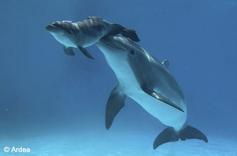 [cute-baby-dolphin-and-mother1.jpg]