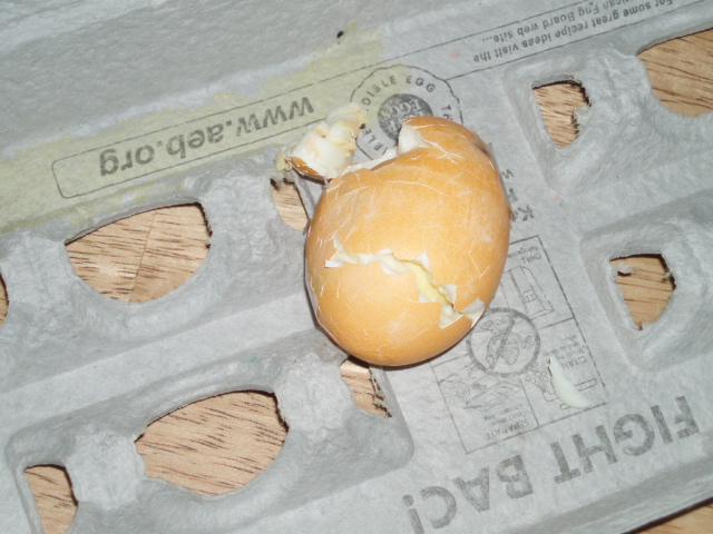 [easter+eggs+-+micah's+egg+040607.JPG]