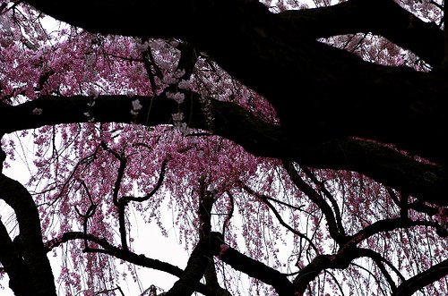 [Cherry+Blossoms+Althouse.jpg]