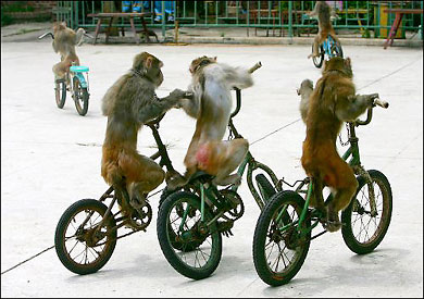 [monkeybikes.jpg]
