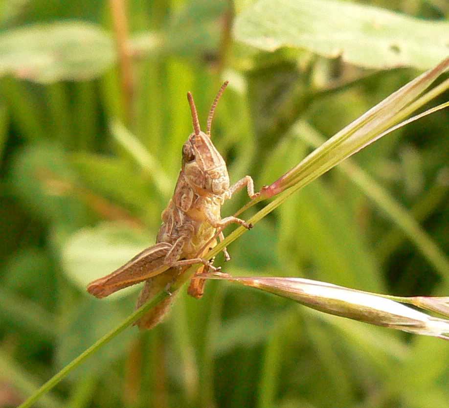 [Common+Field+Grasshopper+nymph.jpg]
