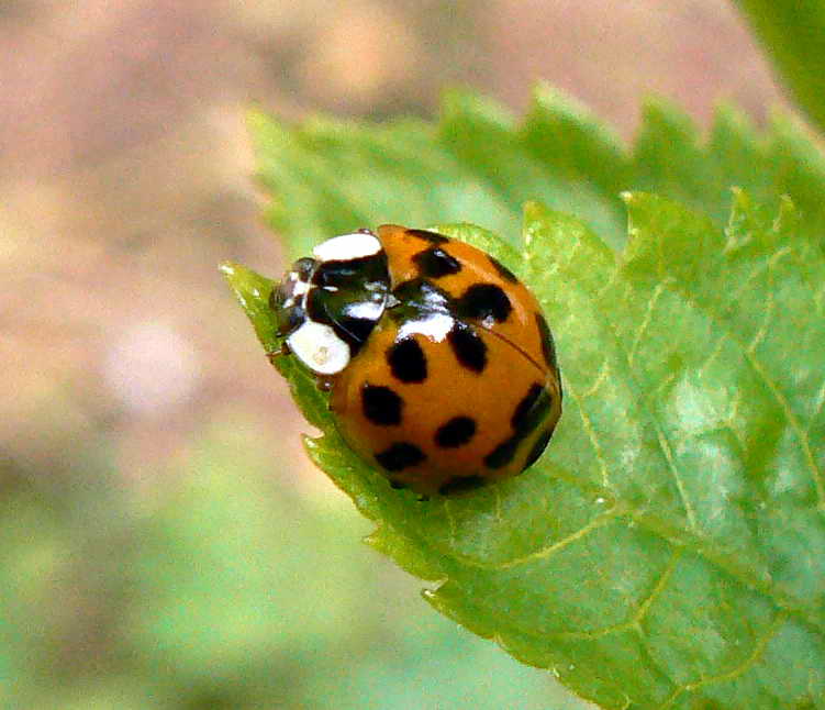 [Harlequin+ladybird.jpg]
