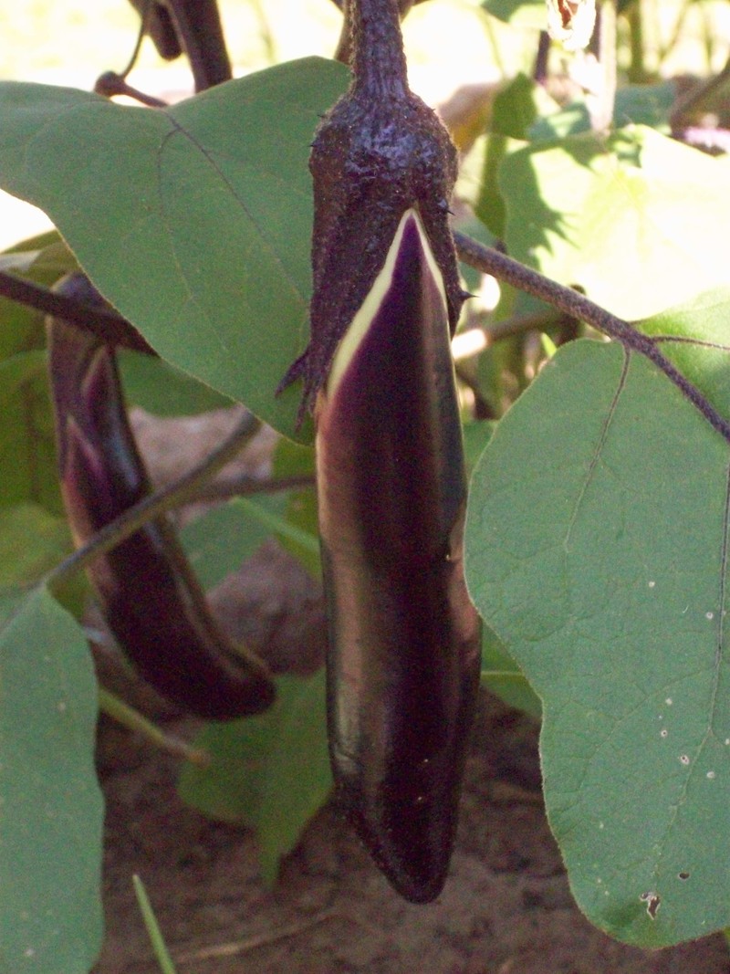 [eggplantssmall.jpg]