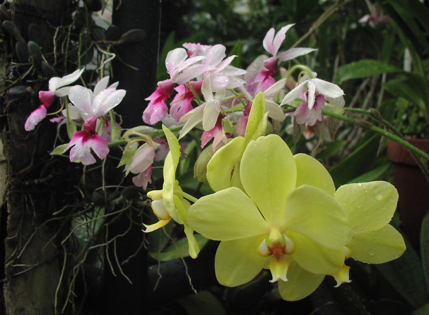 [orchids1.jpg]