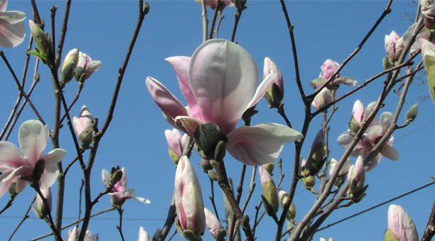 [magnoliabuds.jpg]