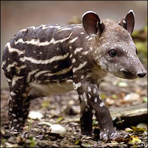 [baby+tapir.jpg]