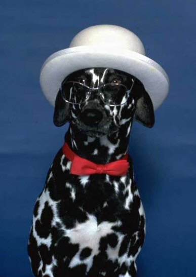 [Dalmation+with+hat.jpg]