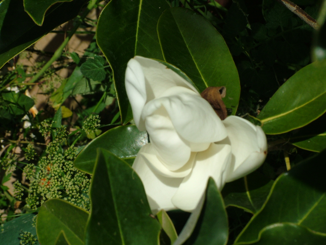 [magnolia.JPG]