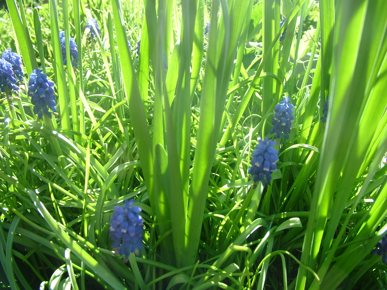 [hyacinth+green.JPG]