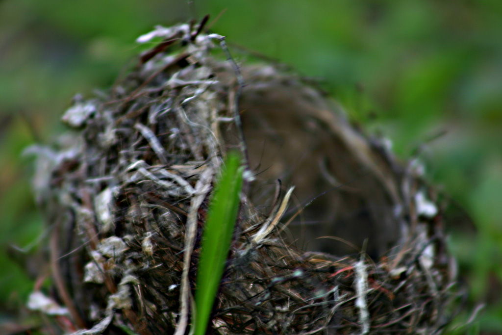 [birds+nest.jpg]