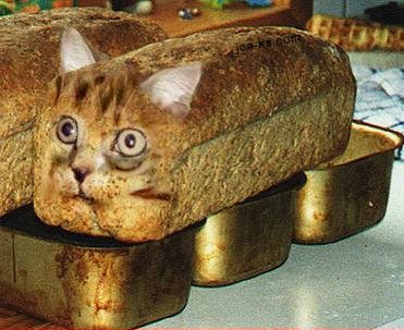 [cat_bread.jpg]