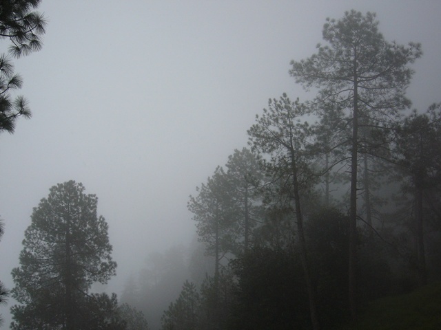 [misty+mornings.JPG]
