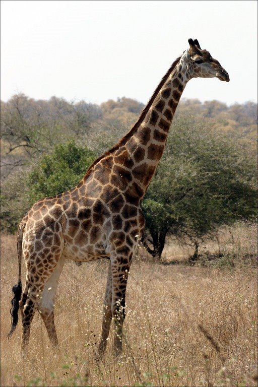 [giraffe-1.jpg]