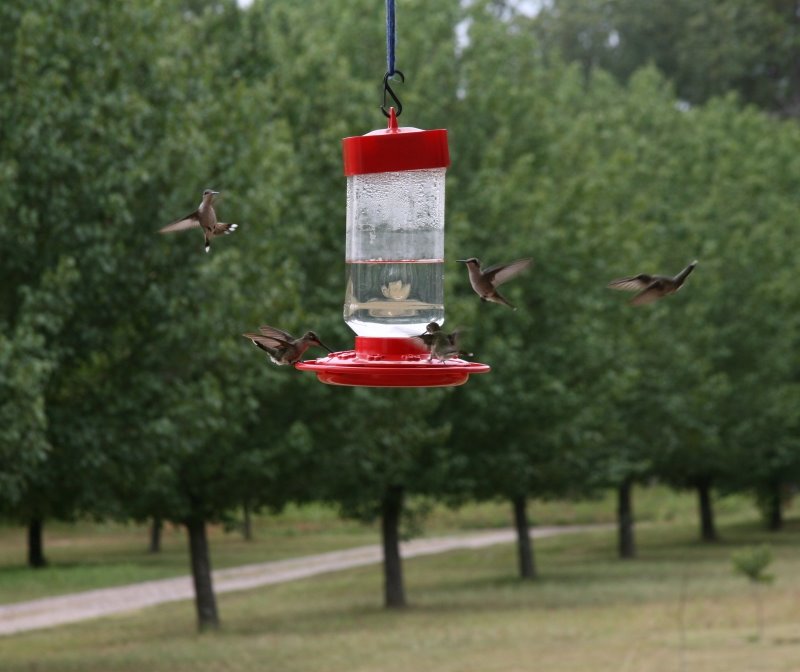 [Five+Hummingbirds+Smaller.jpg]