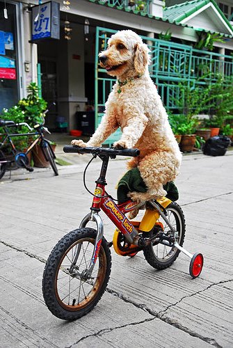 [bike+dog.jpg]