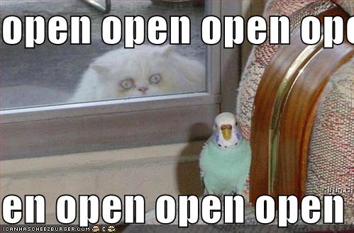 [funny-pictures-crazy-cat-bird-window-open.jpg]