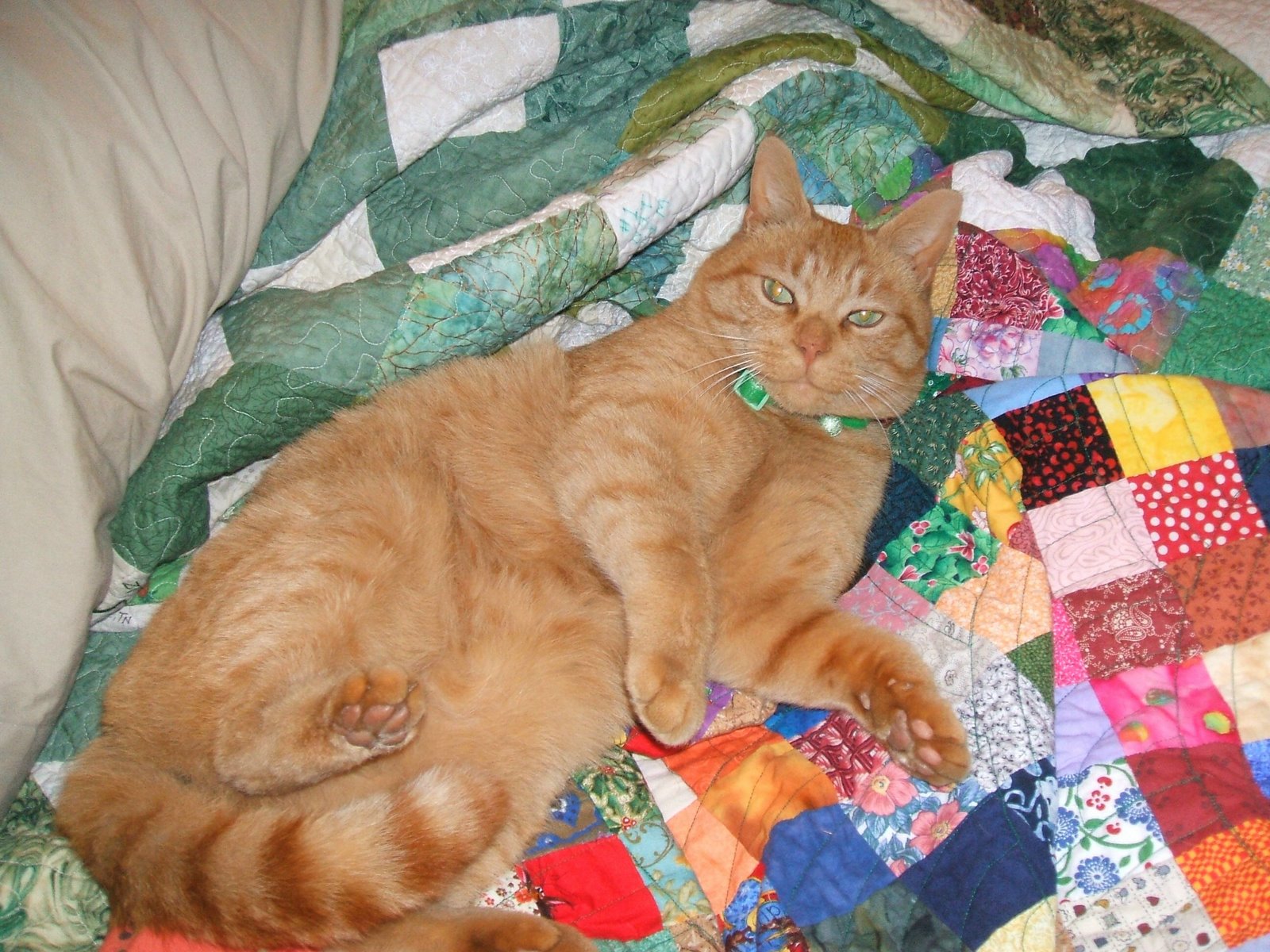 [cats+and+quilts.jpg]