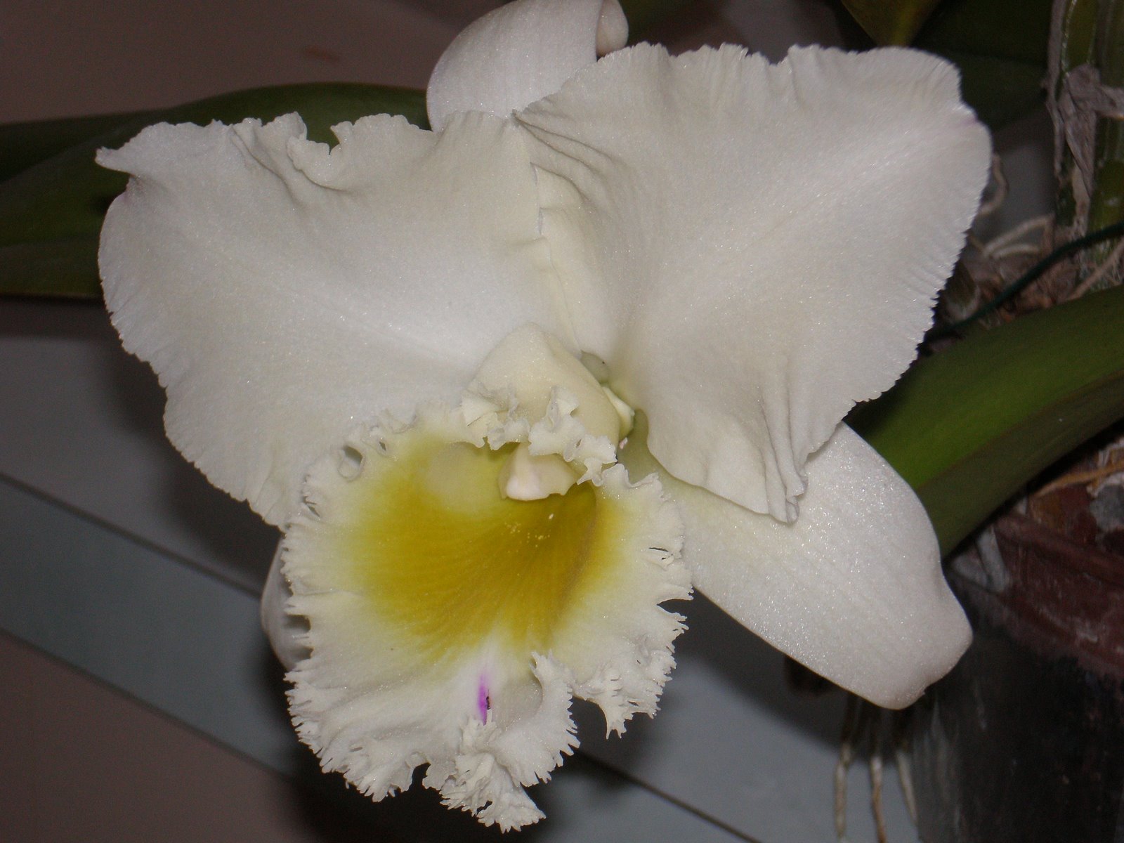 [orchid+2.JPG]