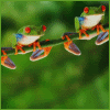 [2+frogs.gif]