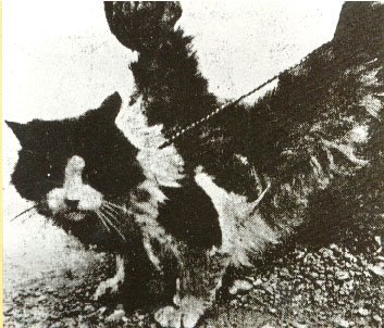 [gato-alado-oxford-1933.jpg]