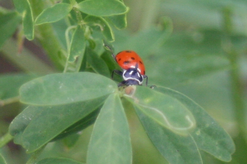 [ladybug+closeup.jpg]