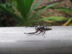 Giant Spider at Tropical Botanic Gardens