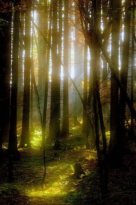 [sunlit+forest.jpg]