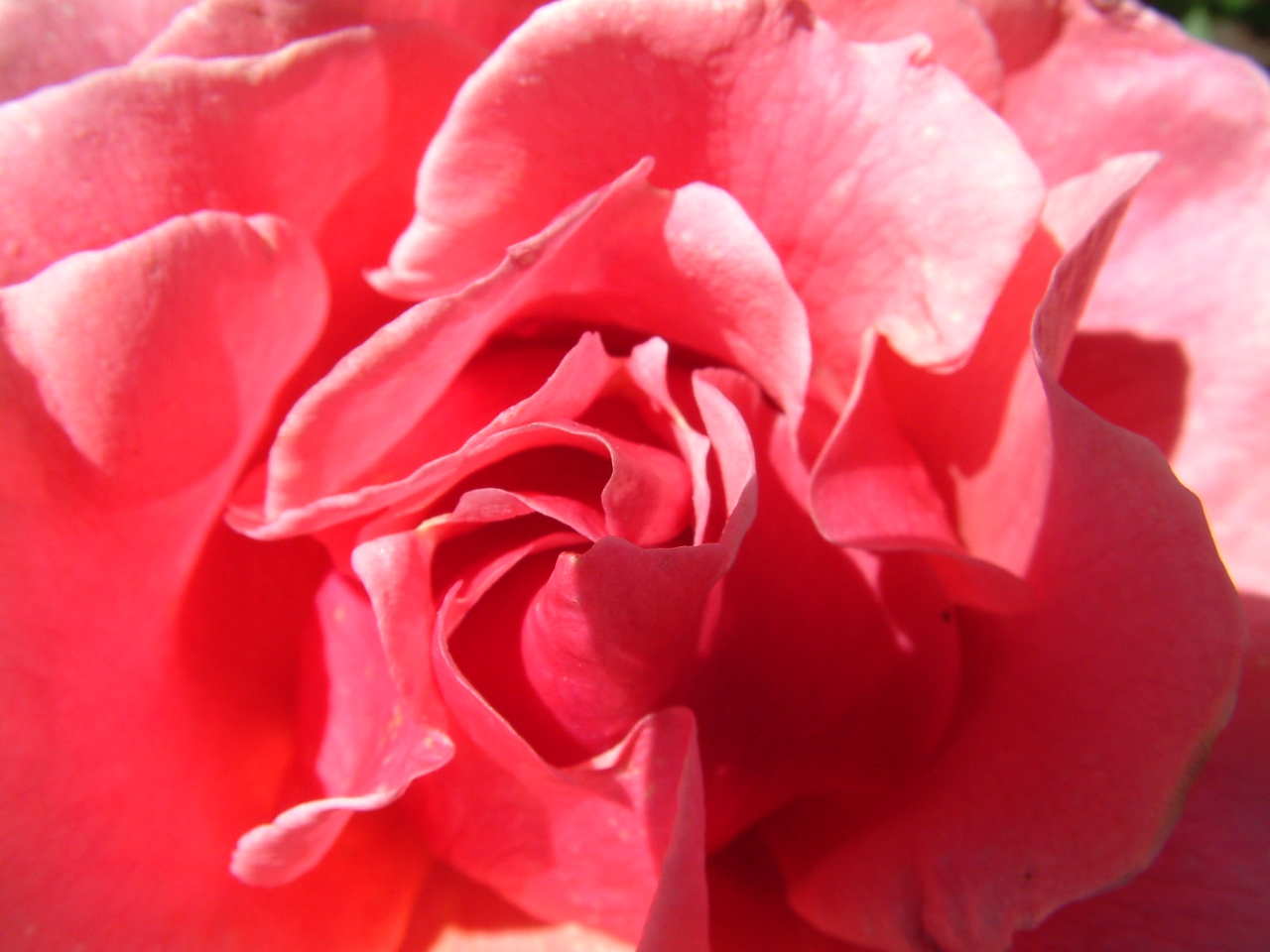 [Unfurl+Thy+Beauty,+Oh+Rose+of+Martha+6-8-04.JPG]