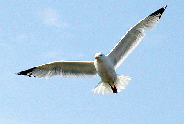 [Flight.gull.arp.600pix.jpg]