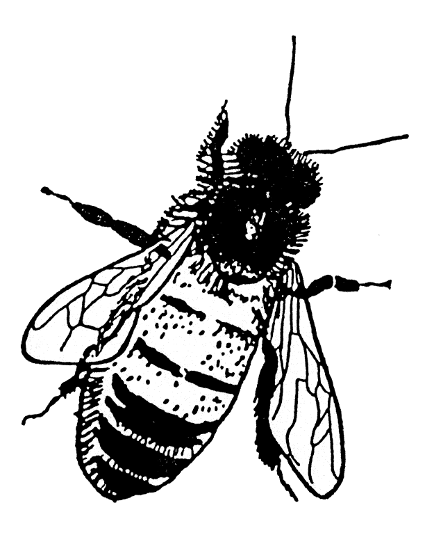 [b&w+honeybee+top.gif]