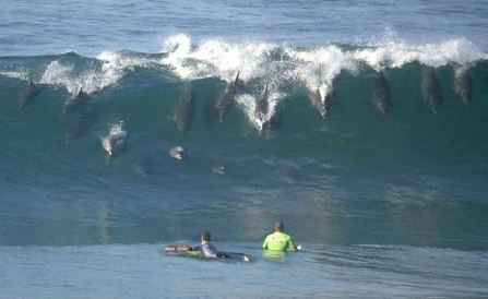 [surfing-dolphins.jpg]