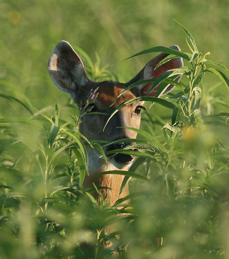[deer+head+in+weeds.jpg]