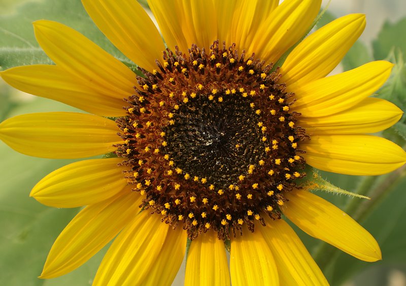 [sunflower+macro.jpg]