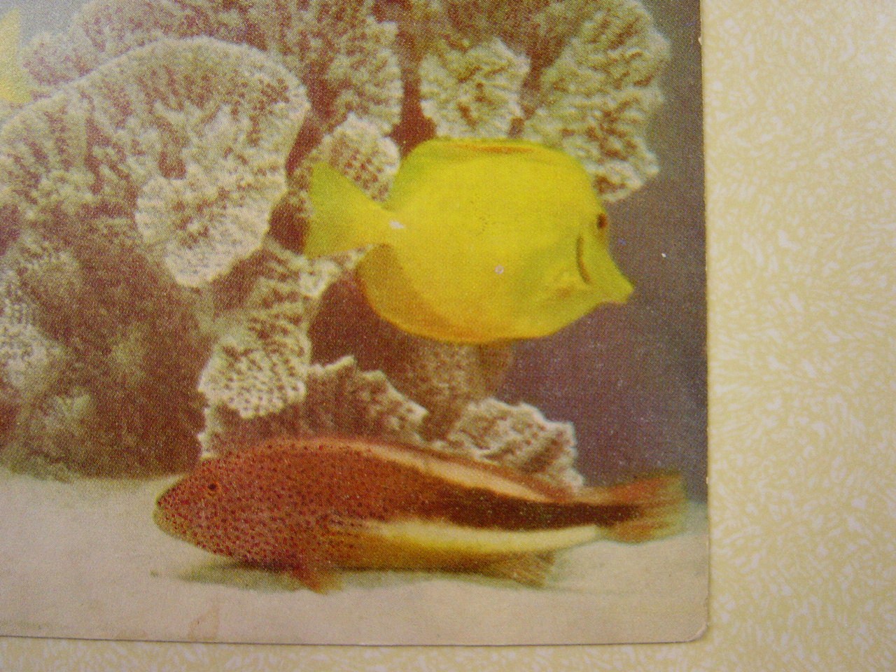 [Fish+postcard+2++017.JPG]
