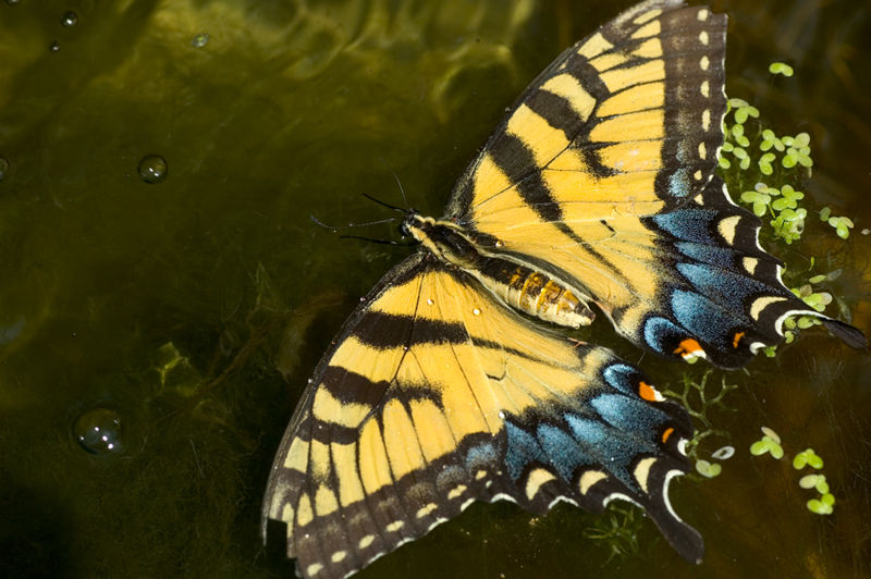 [800px-Swallowtail_dying.jpg]