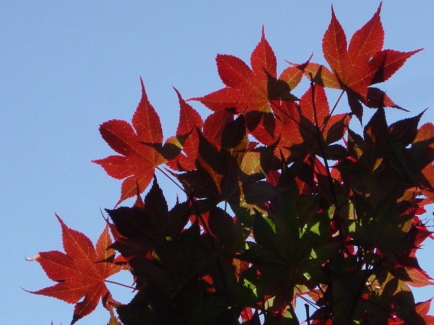[Memphis+red+leaves+015.jpg]