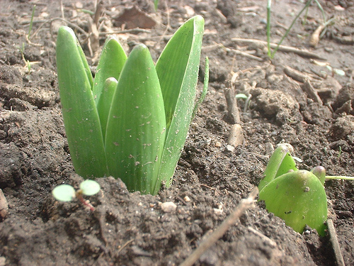 [hyacinth.jpg]