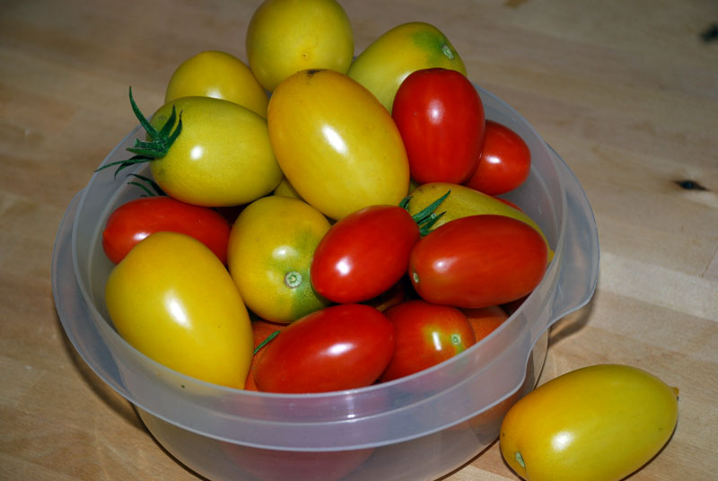 [tomatoes.jpg]