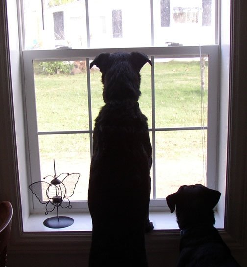 [Dogs+at+window+and+groundhog.jpg]