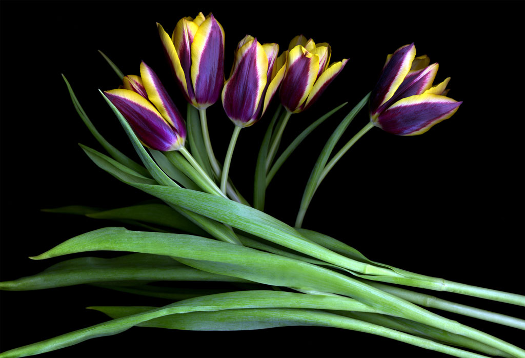[purple_yellow_tulips+3.jpg]