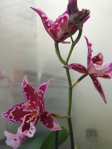 [orchidbath.bmp]