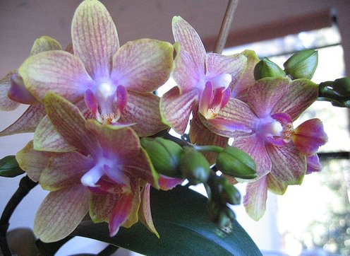 [orchidbathr.bmp]
