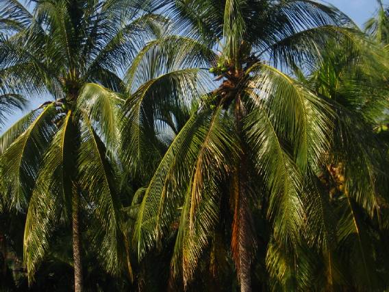 [palm+trees.jpg]