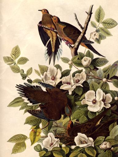 [Audubon_carolina_pigeon.jpg]