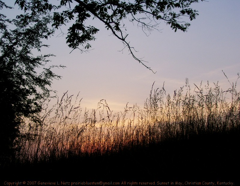 [sunset-grass.jpg]