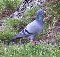 Pigeon trap
