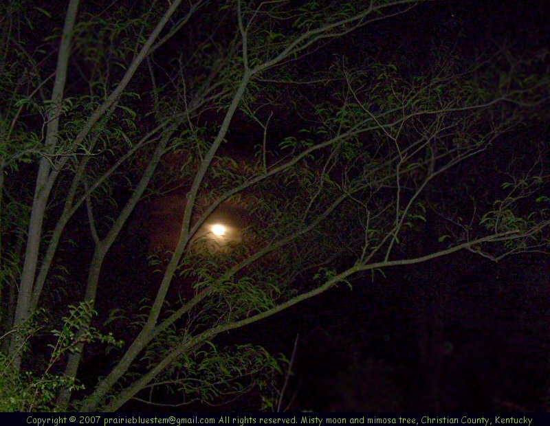 Misty moon through tree branches